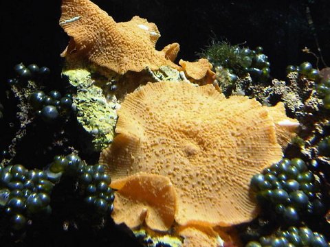 Discosoma nummiforme marine coral