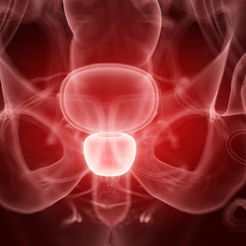3d illustration of human prostate