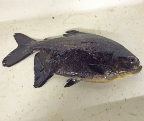 Piaractus mesopotamicus, pacu fish