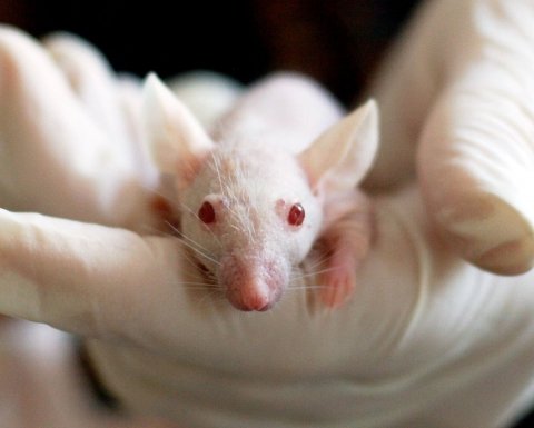 lab mouse on a gloved hand