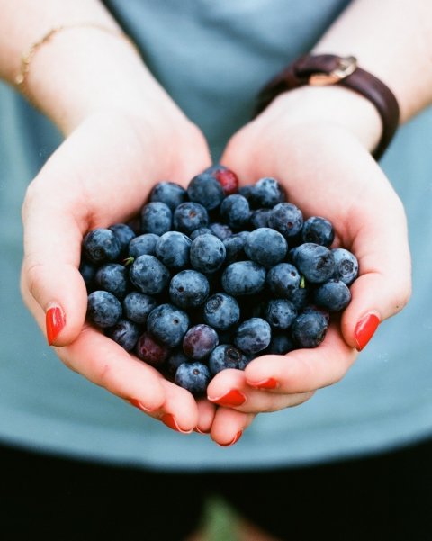 female hands holding blueberries