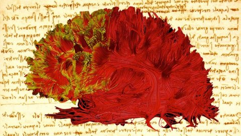diffusion tensor image of human brain overlaid of script from leonardo da vinci