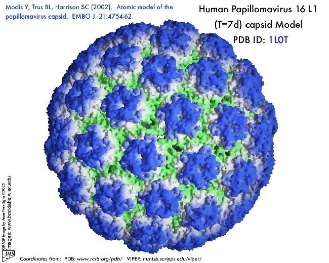 HPV - Human papillóma vírus