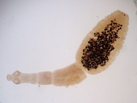 dog tapeworm echinococcus