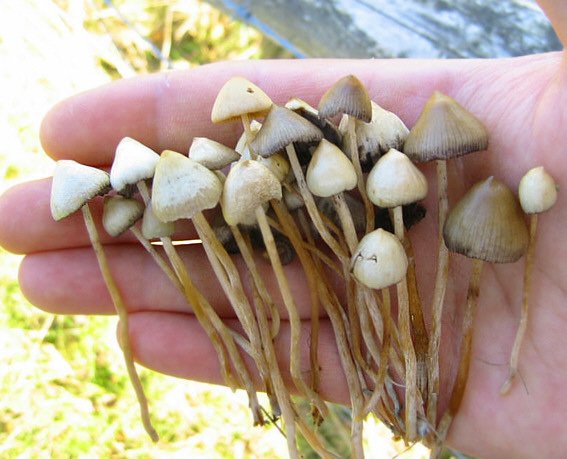 Flying Saucers Mushroom