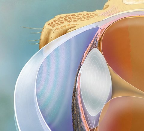 cutaway view of a human eye
