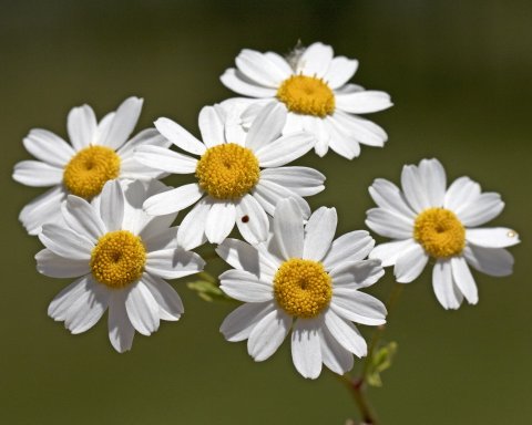 Tanacetum parthenium, feverfew flower