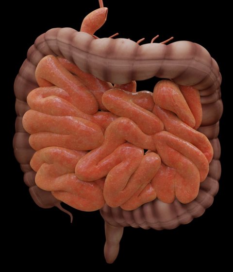 human intestine