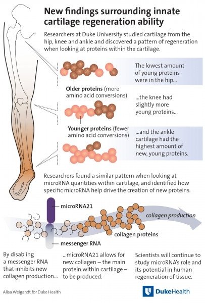 Joint health regeneration