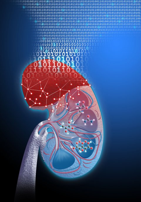 binary data and human kidney schedule