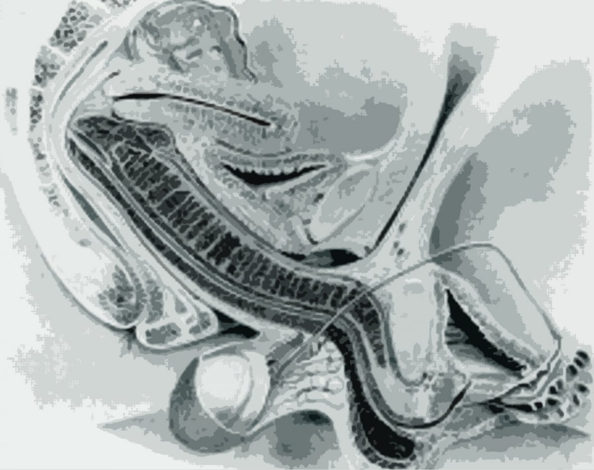 Midsagittal image of the anatomy of sexual intercourse envisaged by R L Dic...