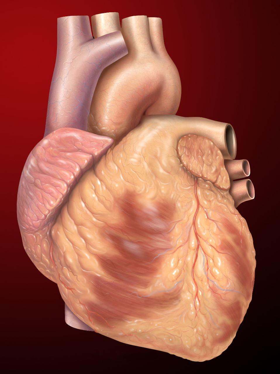 Could magnesium save women from fatal heart disease? • healthcarein