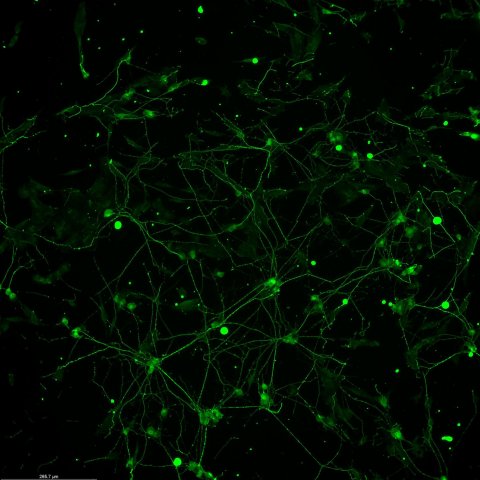 green neuron network