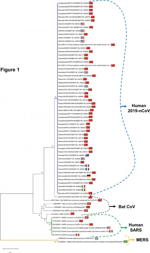 New Coronavirus Largest Meta Analysis Yet Answers Important Questions