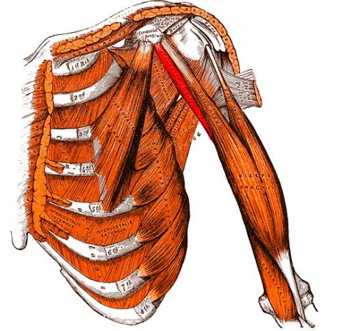anatomy of human arm muscle