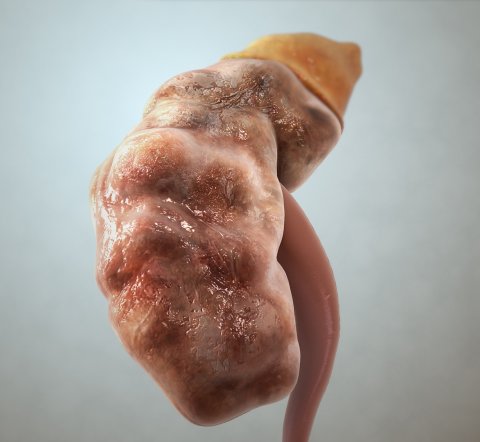 illustration of human kidney