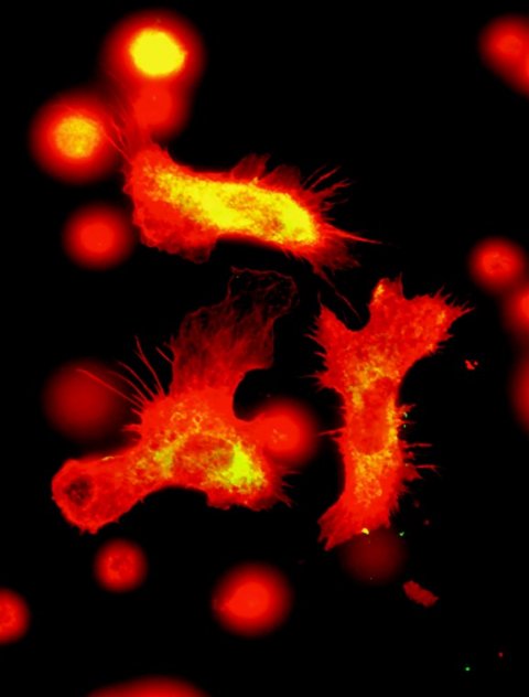 blood immune cells