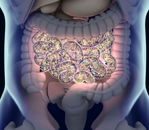human gastrointestinal tract illustration