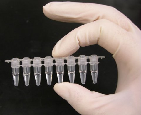 hand in white lab glove holding PCR test tubes
