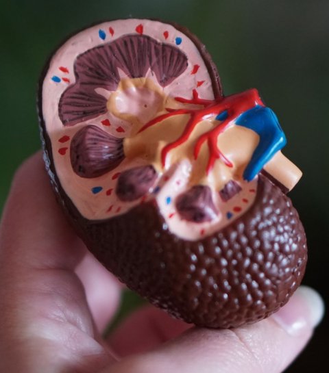 model of human kidney