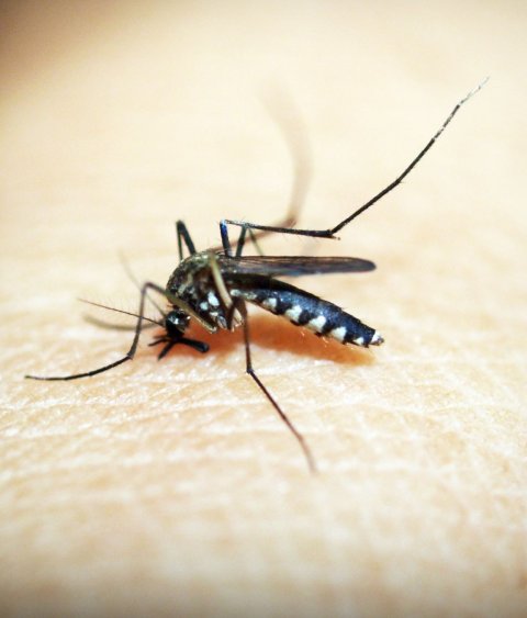 mosquito on human skin