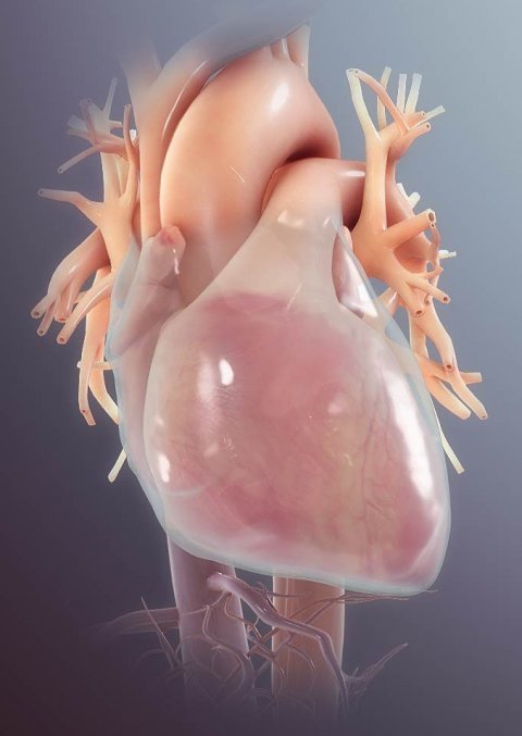 3D illustration of a human heart