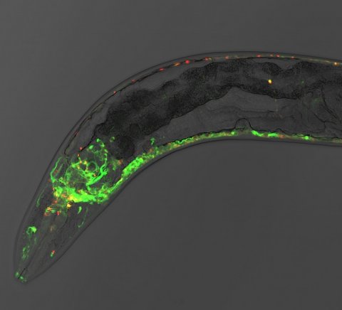Caenorhabditis elegans nematode