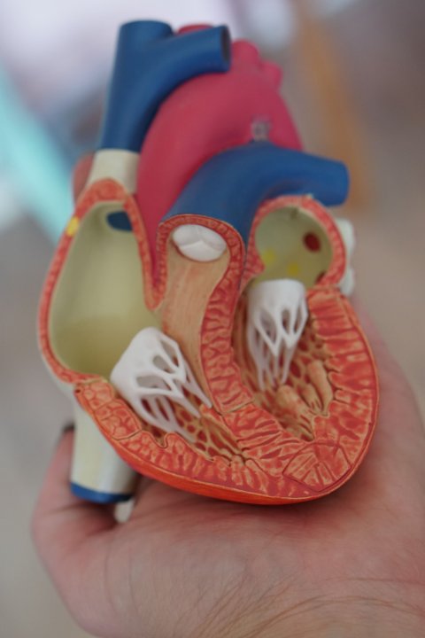 anatomy model of human heart