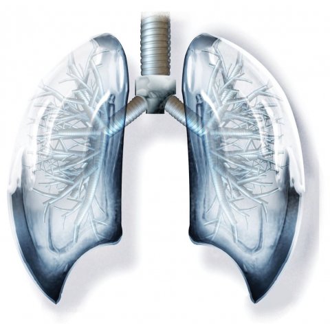 illustration of human lungs