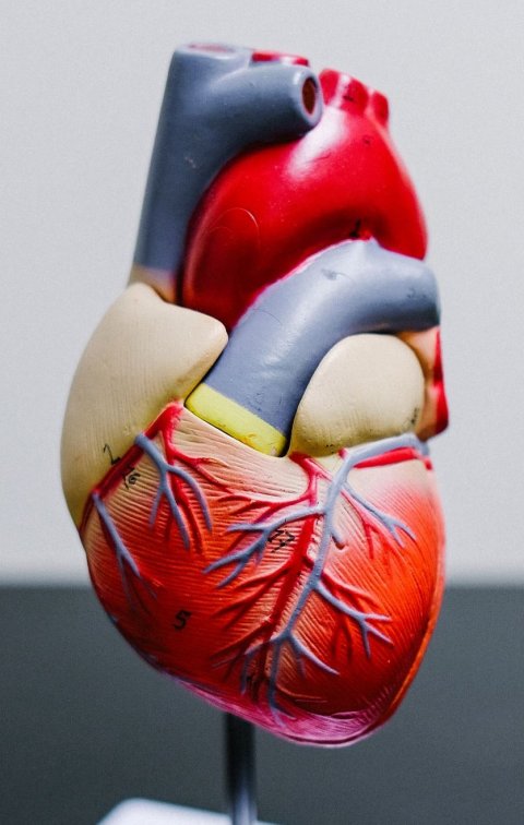 human heart model