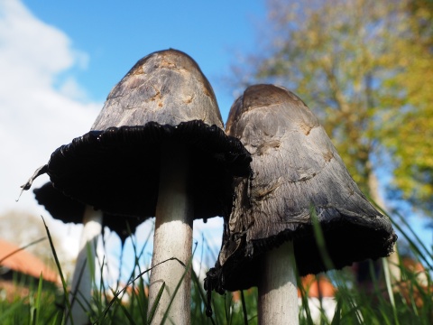 Coprinus comatus