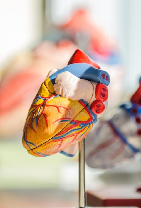 model of human heart anatomy