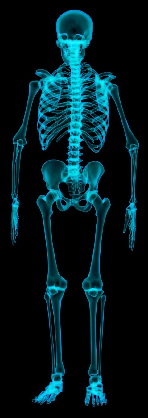 3d rendering of human skeleton