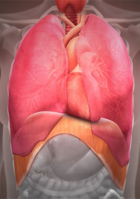 3d illustration of human lungs anatomy