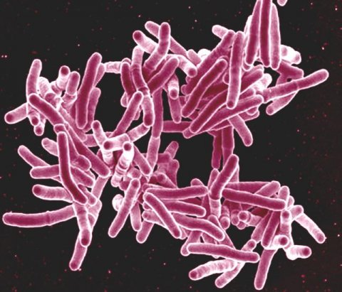 tuberculosis bacteria in pink
