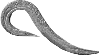 Fadenwurm Caenorhabditis elegans