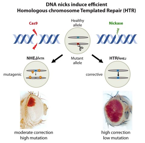 Restorative gene editing using sequences from the counterpart chromosome