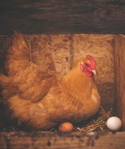 chicken with eggs in wooden pen