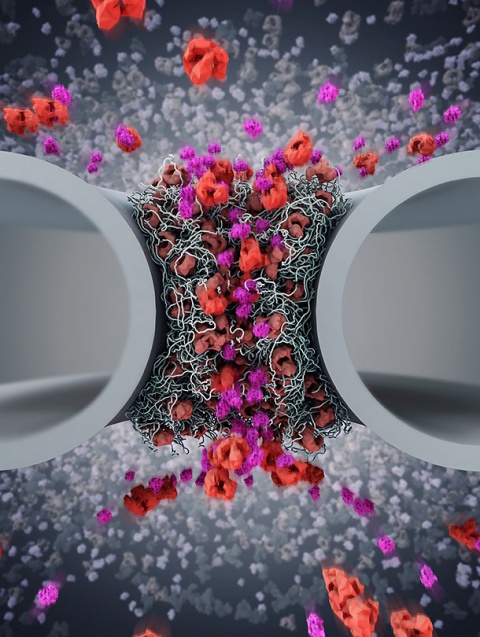 Shuttling proteins at the nuclear pore – working like a revolving door.