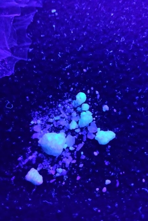 cocaine under blue UV light
