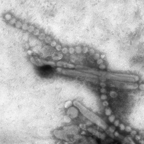 h7n9 avian flu virus