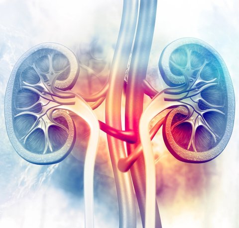 illustration of human kidneys
