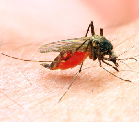 closeup of mosquito sucking blood from human skin