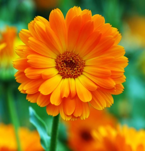 marigold flower (calendula)