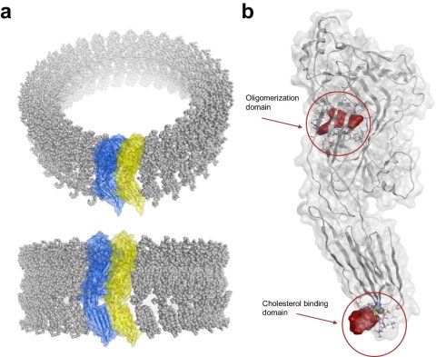 molecular structure of pathogen dimer