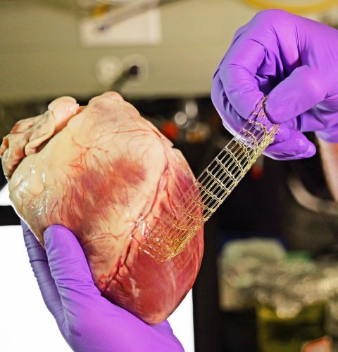 Hands in purple protective gloves applying a flexible fabric to a pig's heart