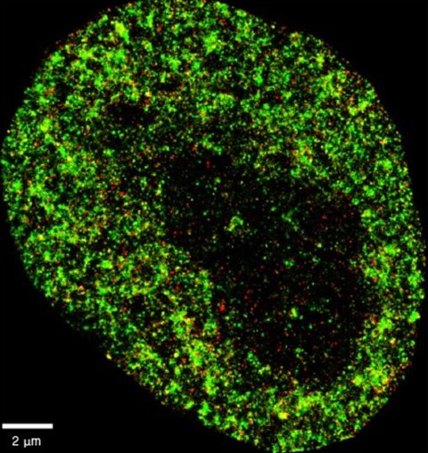 Microscopic image of green, ring-like cell structure on black background