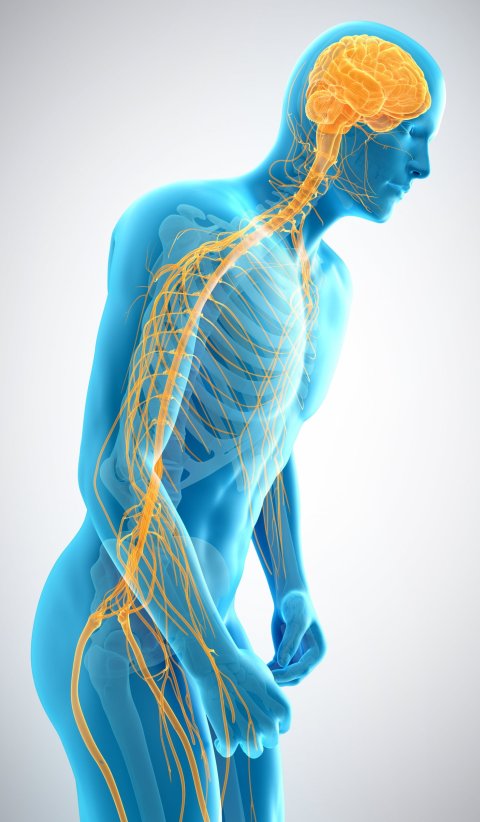 3D-Illustration der Nervenaktivität bei Parkinson