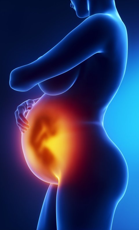 3D illustration of a pregnant woman with the unborn baby shown in the womb