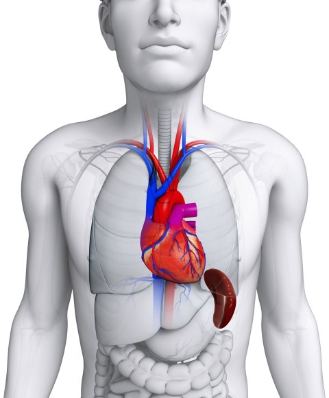 3D-Illustration der Anatomie eines Mannes, mit hervorgehobenem Herz und Milz